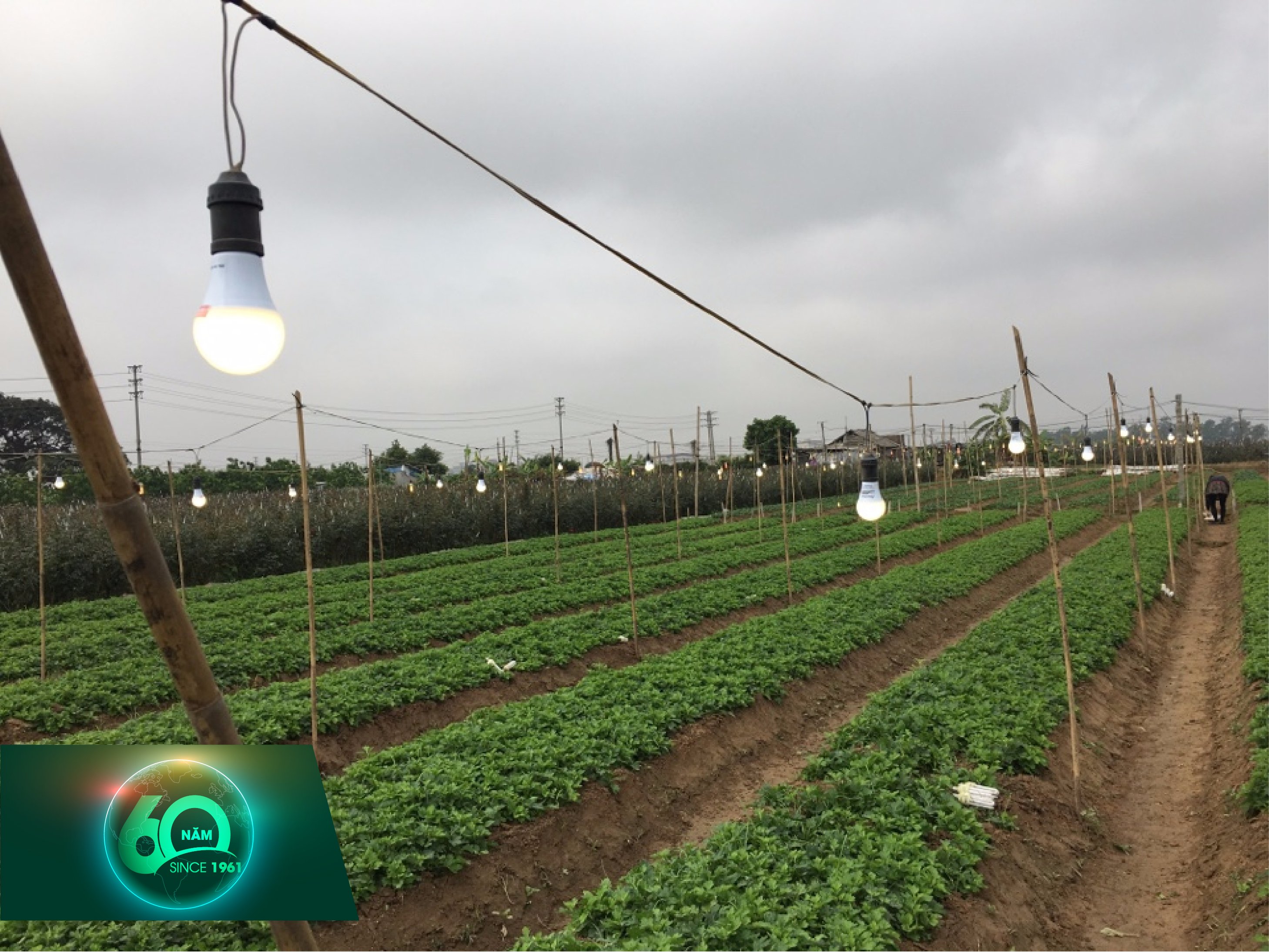 Mô hình triển khai ứng dụng đèn LED chuyên dụng cho cây hoa cúc